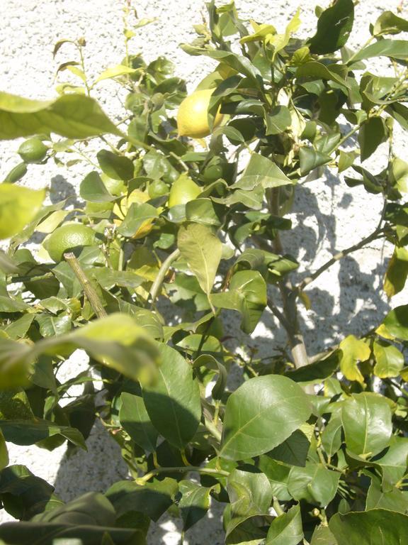 Agriturismo Olivarancio Leivi Εξωτερικό φωτογραφία
