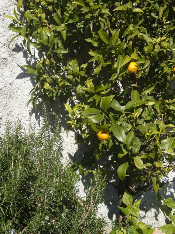 Agriturismo Olivarancio Leivi Εξωτερικό φωτογραφία